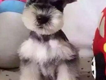 图 雪纳瑞犬纯种家养繁殖雪纳瑞犬出售精品家养活体宠物狗 北京宠物狗